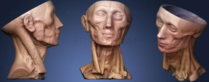 3D мадэль Анатомия головы человека (STL)